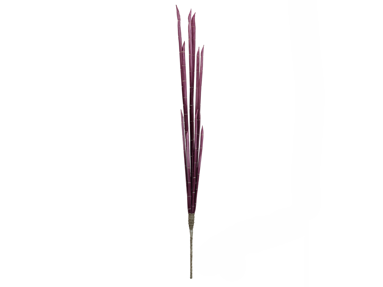 Magické stonky cibule růžové, 134 cm