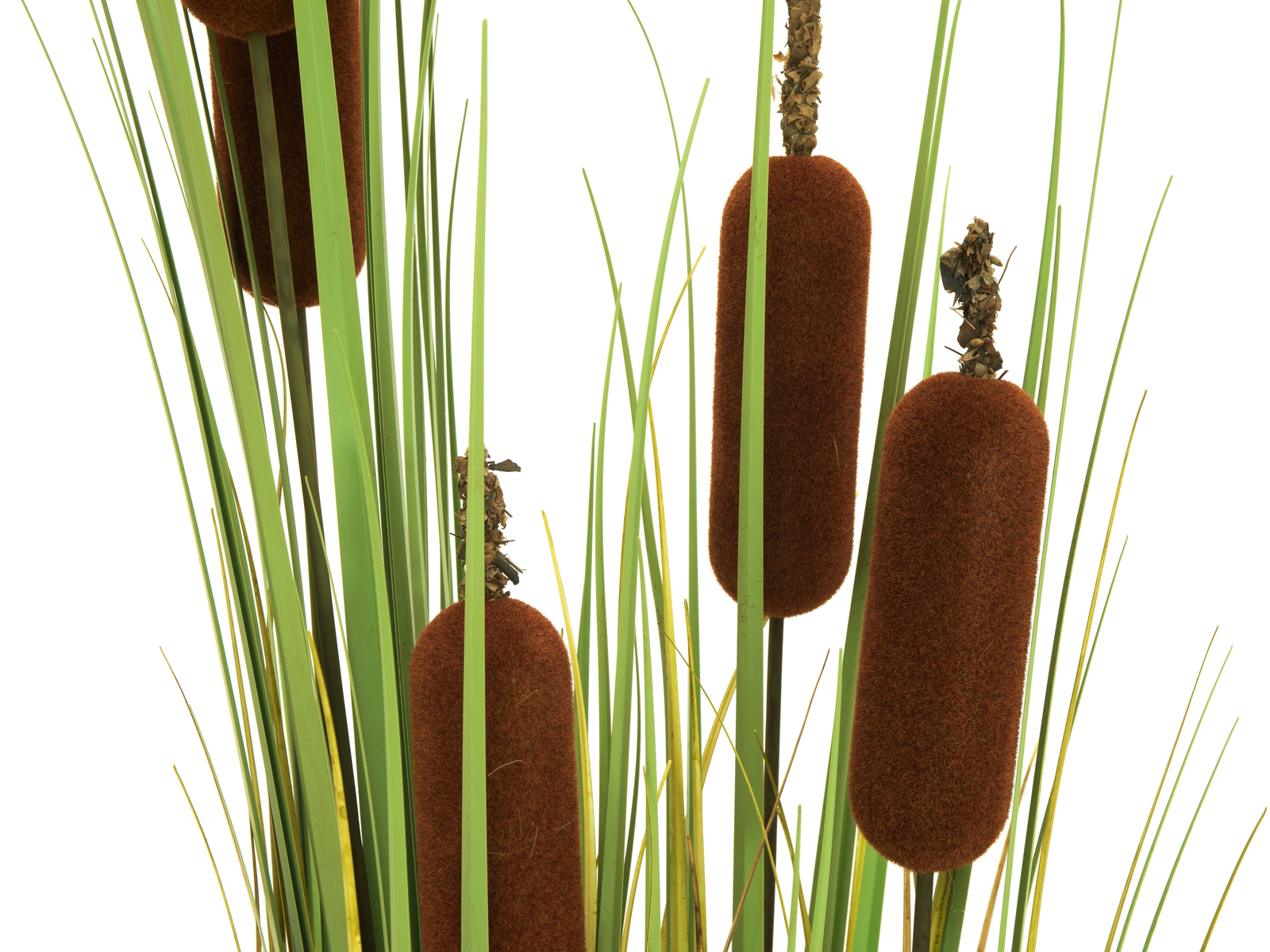 Europalms Orobinec, říční rákosí 150 cm - Obrázek 4