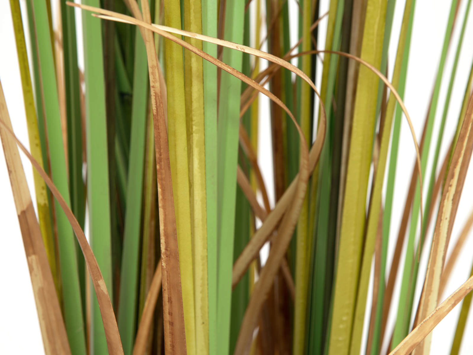 Europalms Orobinec, říční rákosí 150 cm - Obrázek 5