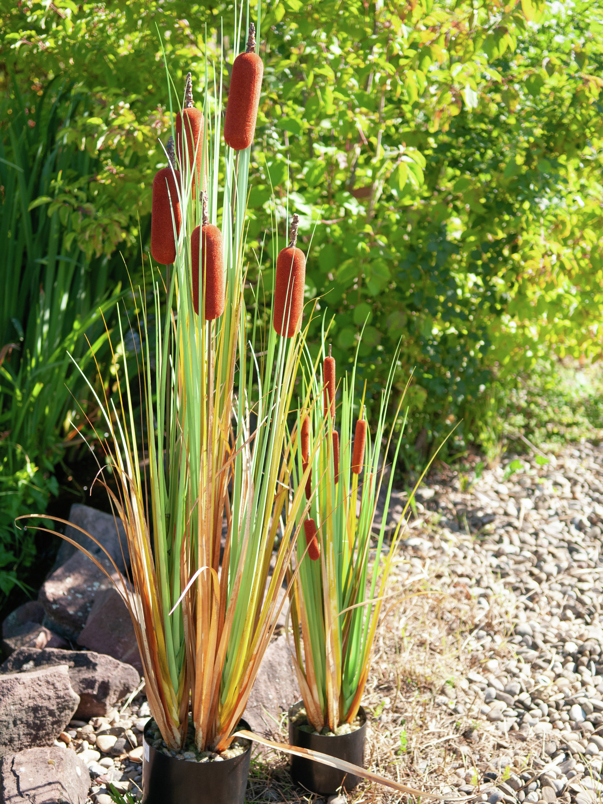 Europalms Orobinec, říční rákosí 150 cm - Obrázek 7