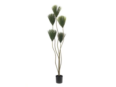 Papyrus palma, 130 cm