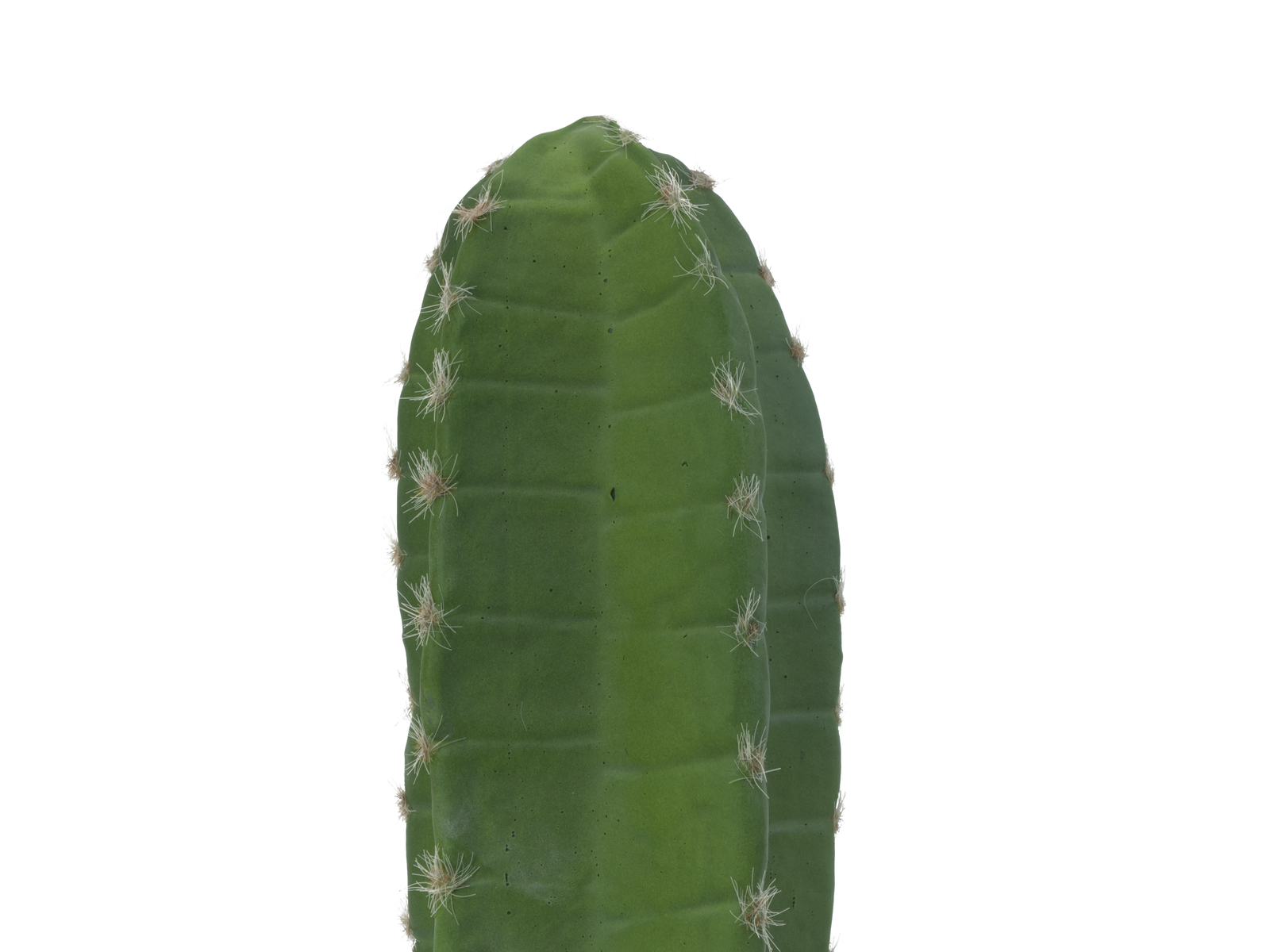 Mexický kaktus zelený, 97 cm - Obrázek 3