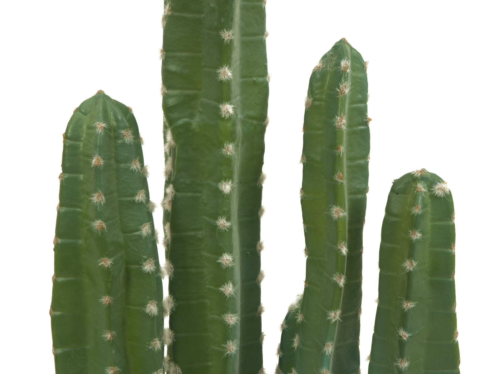 Mexický kaktus zelený, 123 cm - Obrázek 3
