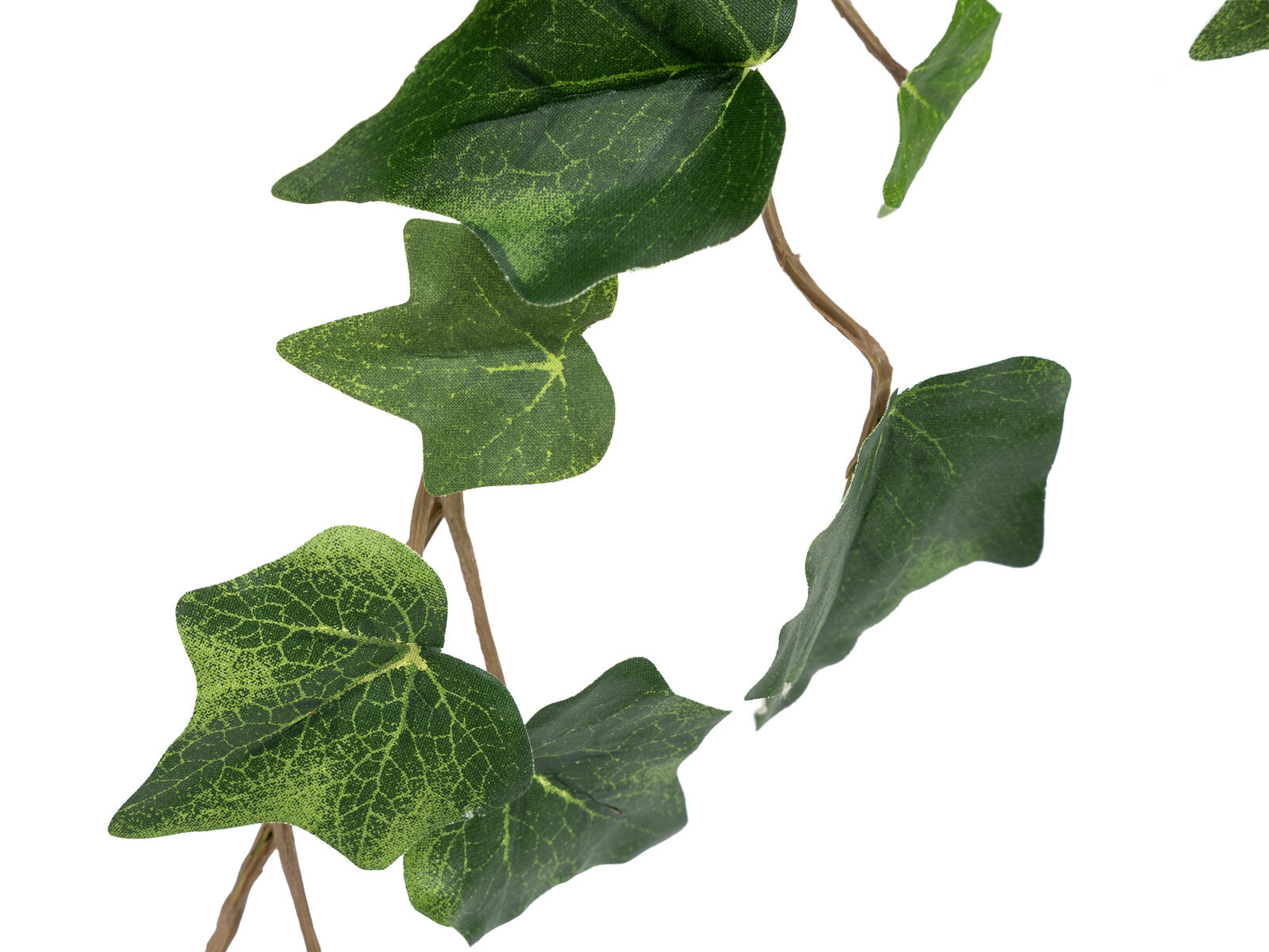 FIRESILX Břečťan trs, 60 cm - Obrázek 3