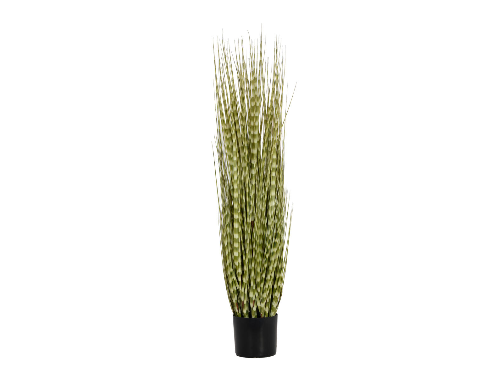 FIRESILX Ozdobnice čínská, 120 cm