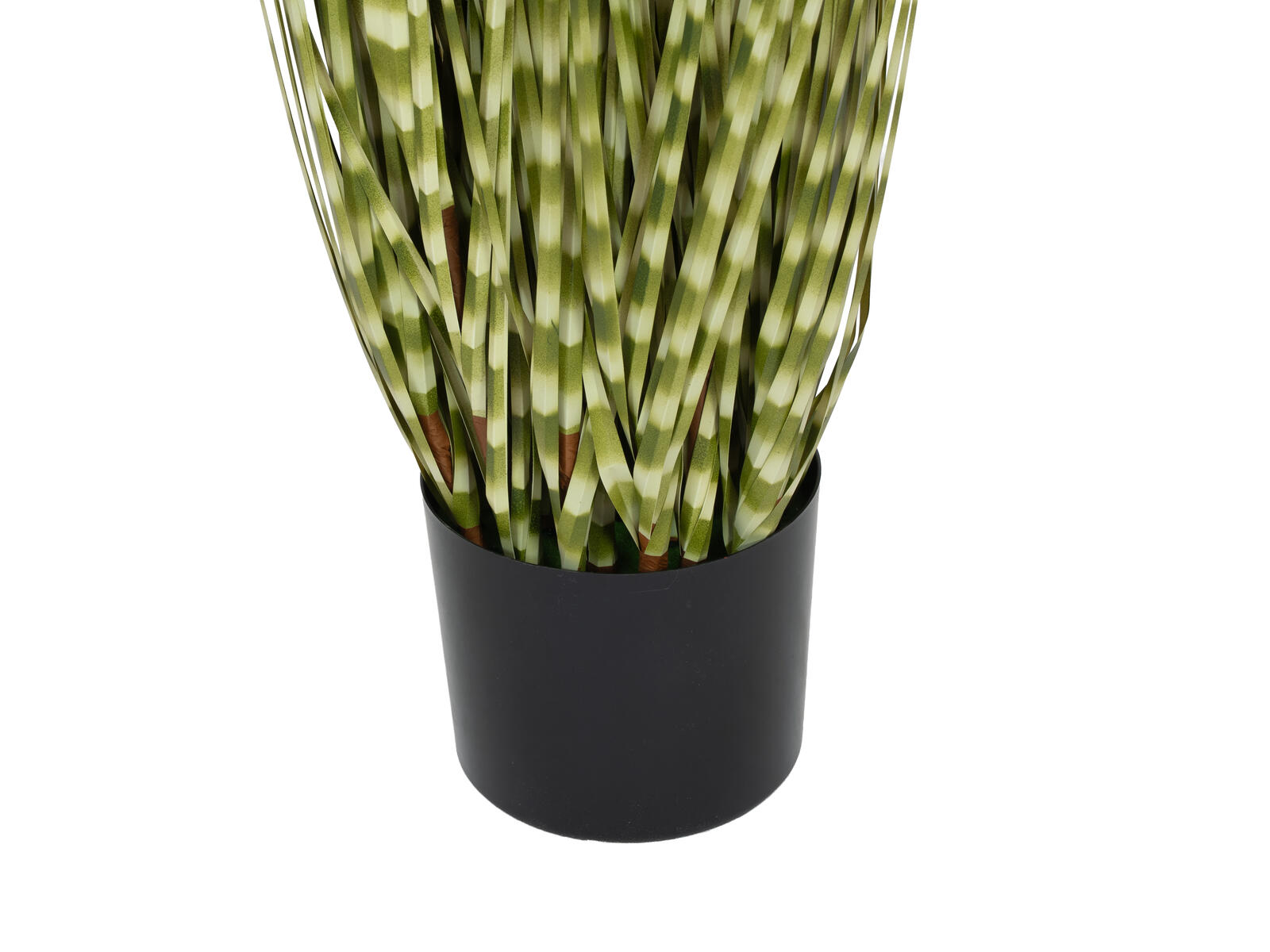 FIRESILX Ozdobnice čínská, 120 cm - Obrázek 3