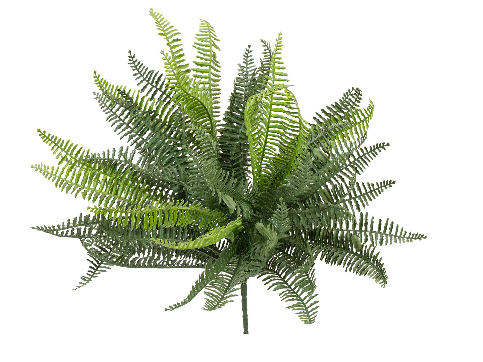 FIRESILX Volánková kapradina trs, 38 cm