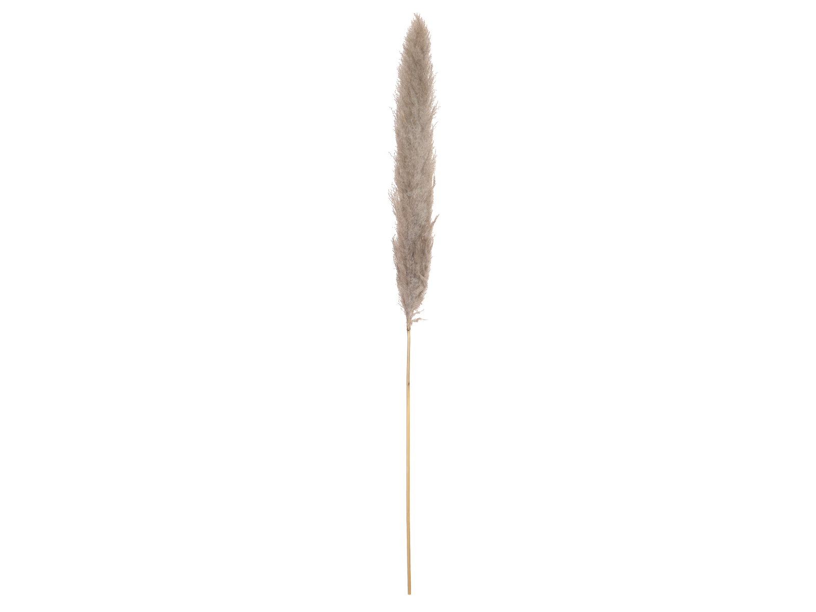 JOLIPA Pampas tráva, sušený klas, natural, 137cm