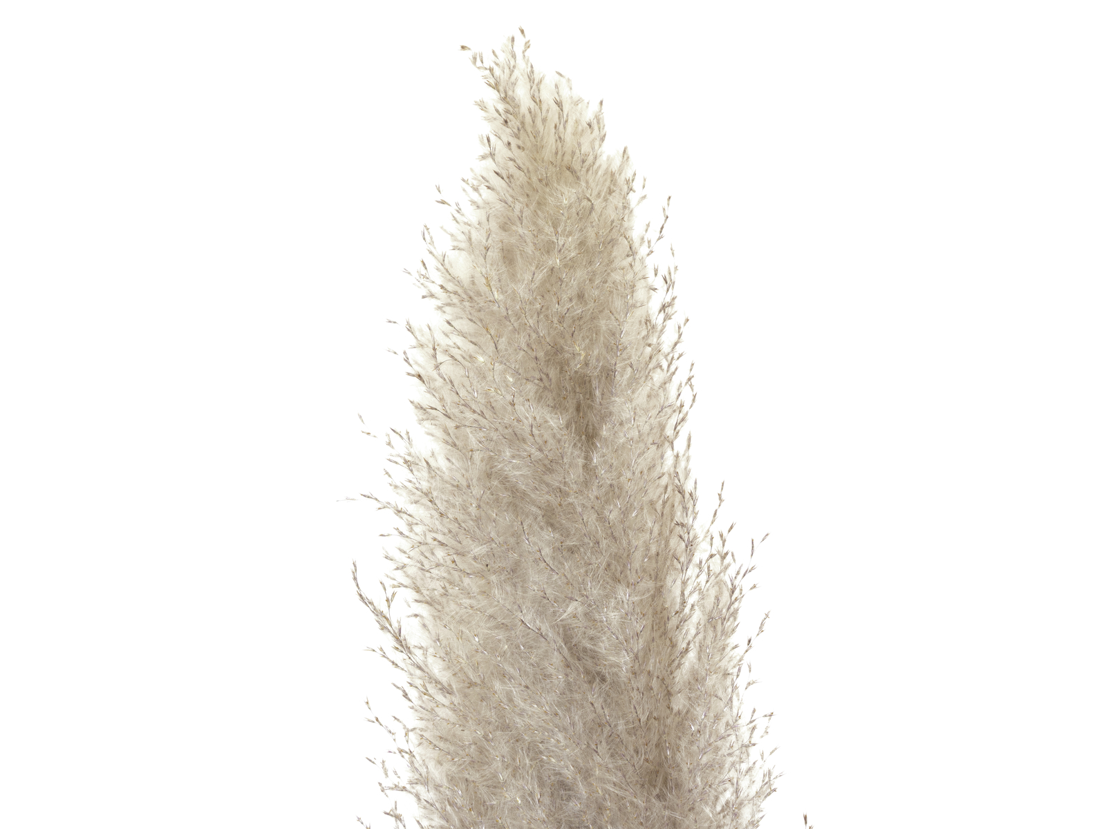 JOLIPA Pampas tráva, sušený klas, natural, 137cm - Obrázek 3