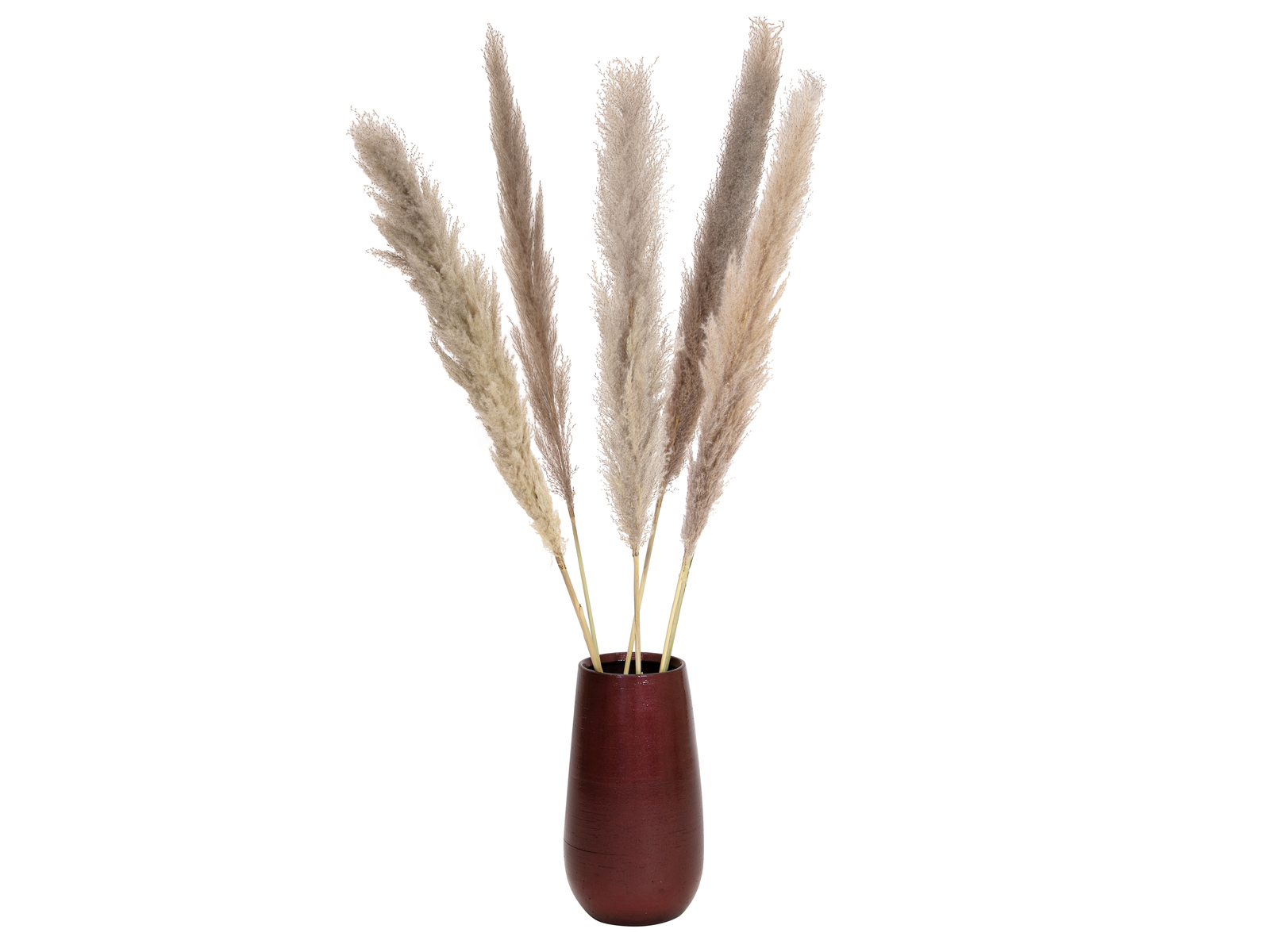 JOLIPA Pampas tráva, sušený klas, natural, 137cm - Obrázek 4